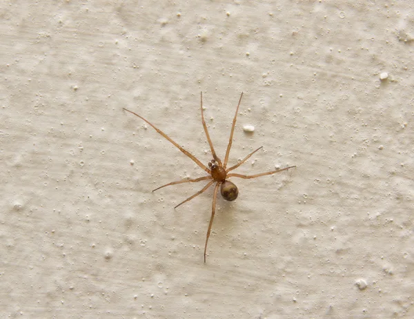 Spinne an einer Betonwand — Stockfoto