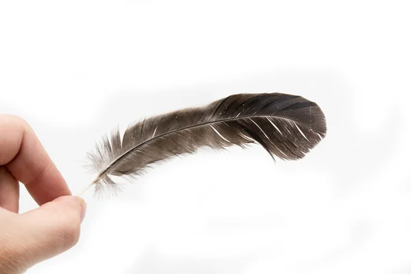 Pluma de un pájaro en la mano sobre un fondo blanco — Foto de Stock