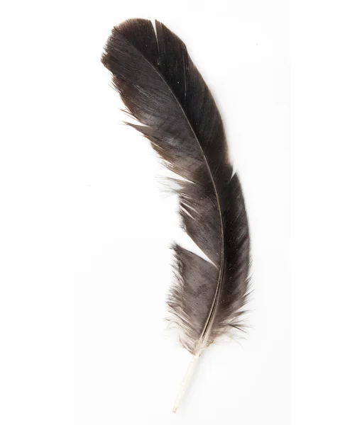 Bird feather isolated on white background — Stock Photo, Image