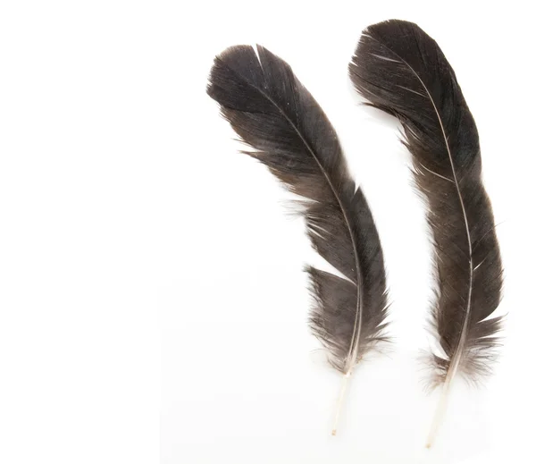 Two raven feathers on white background — Stock Photo, Image