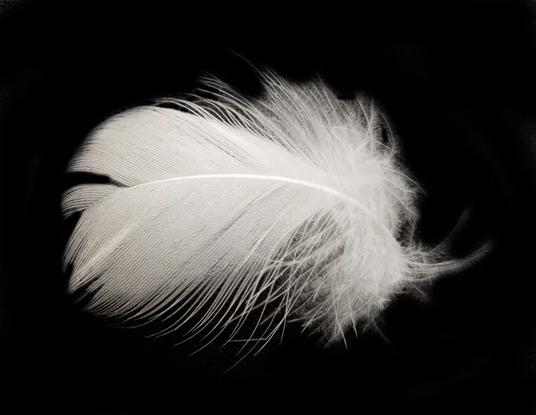 검은 배경에 있는 깃털 — 스톡 사진
