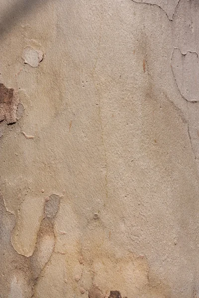 Arkaplanda ağaç kabuğu — Stok fotoğraf
