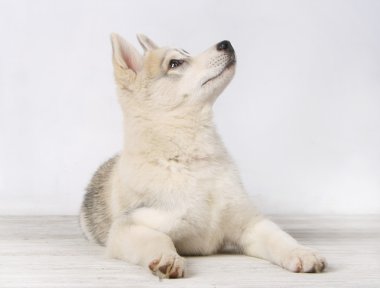 Sibirya husky yavrusu