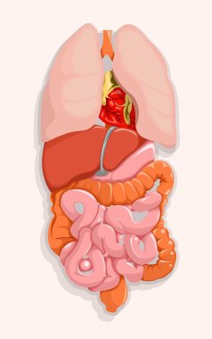 Gastric system clipart