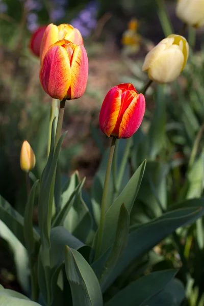 stock image Tulips