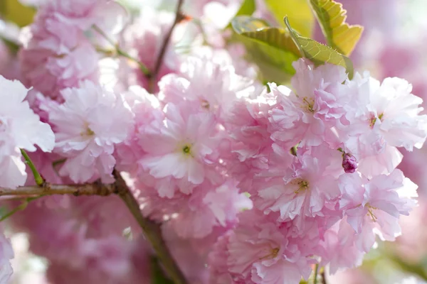 stock image Sakura tree