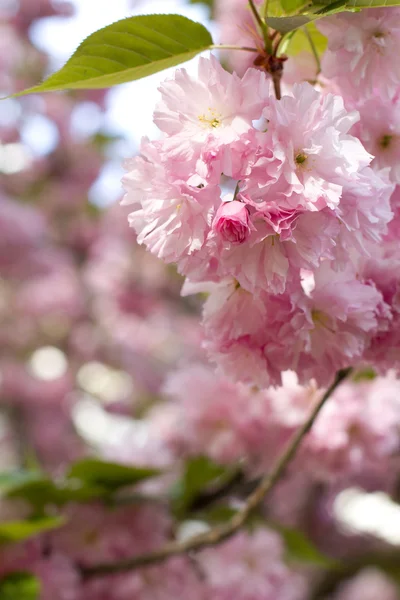 Sakura ağacı