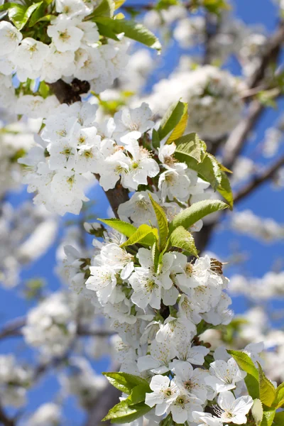 stock image Cherry blossom