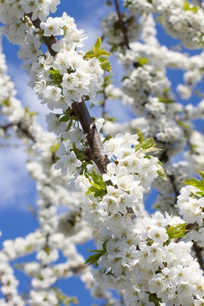 stock image Cherry blossom