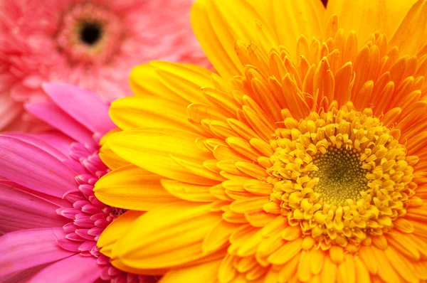 stock image Flowers background