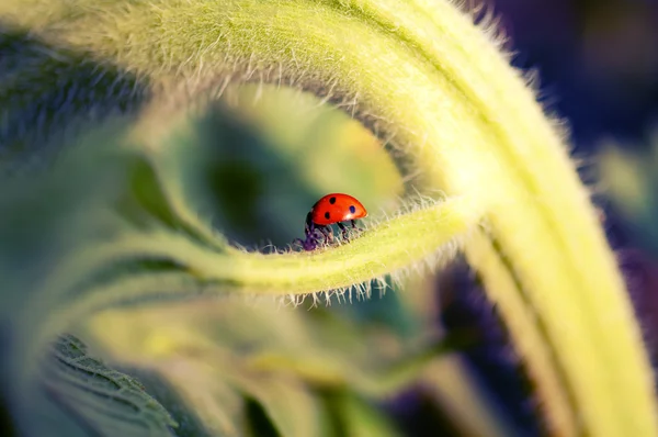 Ladybug on sunflower — Stock Photo, Image