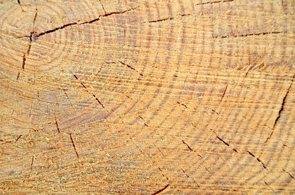 Färsk skuren trä — Stockfoto