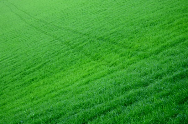 Trilha através de um campo verde exuberante — Fotografia de Stock
