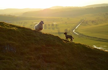 A Sheep And Its Lamb clipart