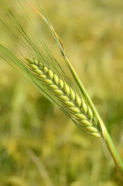 Stock image Wheat Crop