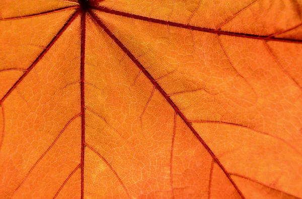 Maple Leaf Detail Background — Stock Photo, Image