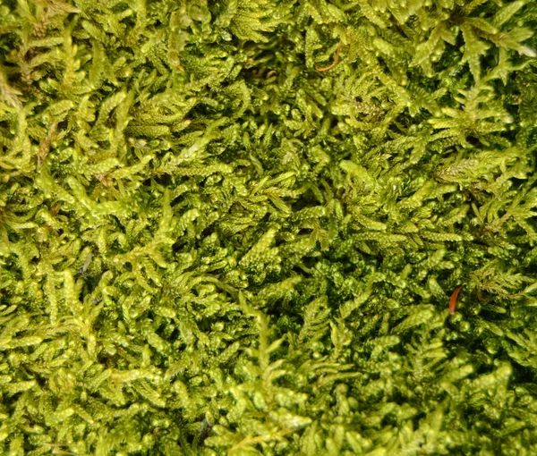 Moss Background — Stock Photo, Image