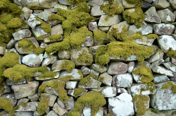 Mossy muur — Stockfoto