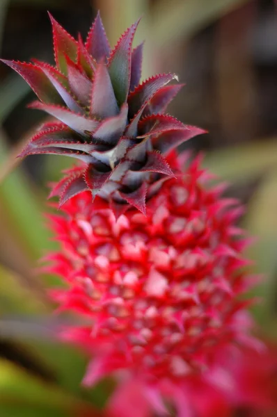 Красный ананас — стоковое фото