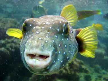 Pufferfish clipart