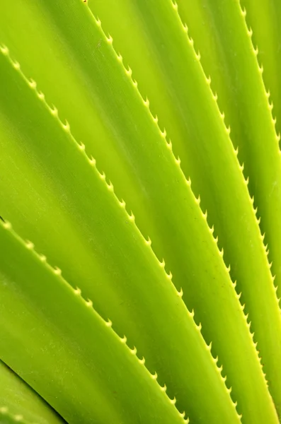 Tropical Plant Background — Stock Photo, Image