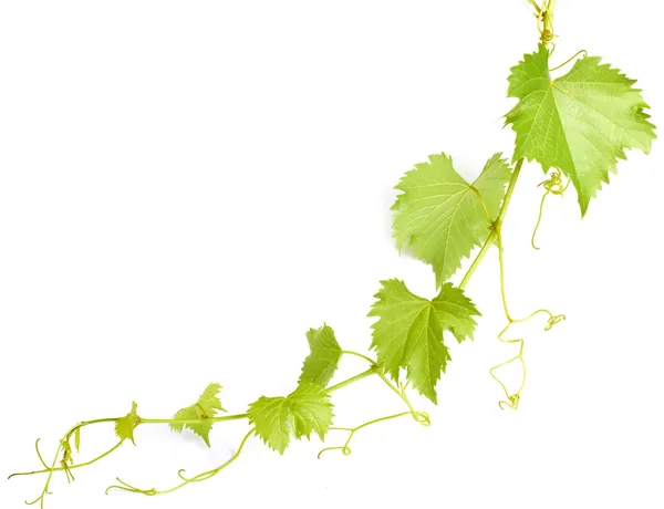 Zielonych liści wina — Zdjęcie stockowe
