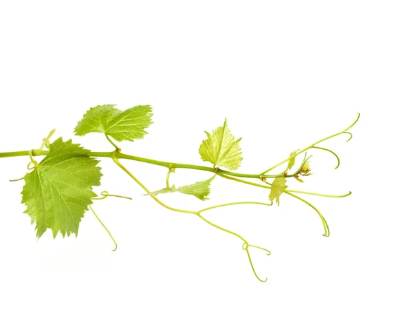 Folhas de vinho verde — Fotografia de Stock