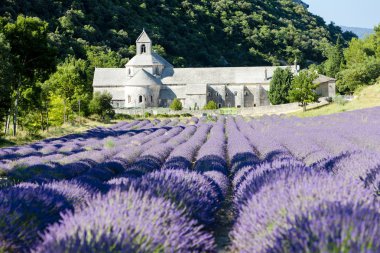 senanque abbey lavanta alanıyla, provence, Fransa