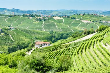 vineyars yakınlarında barbaresco, piedmont, İtalya