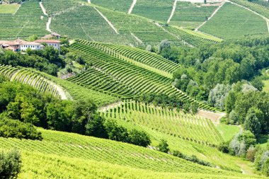 Vineyars near Barbaresco, Piedmont, Italy clipart
