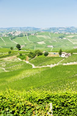 vineyars yakınlarında barolo, piedmont, İtalya