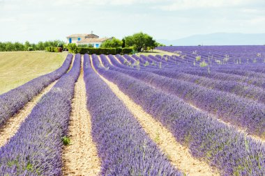 Lavender field, Plateau de Valensole, Provence, France clipart