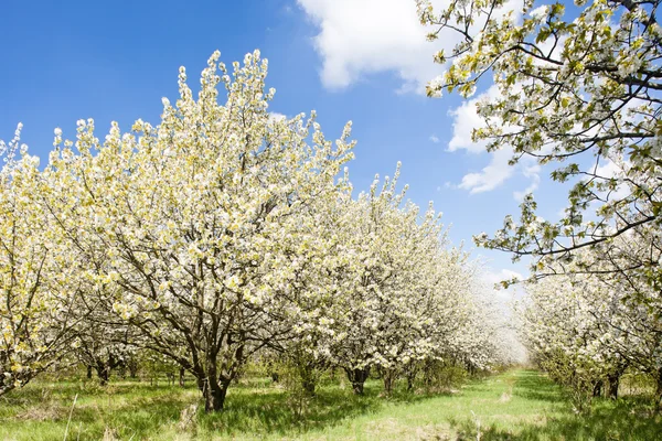 Tavasszal virágzó orchard — Stock Fotó