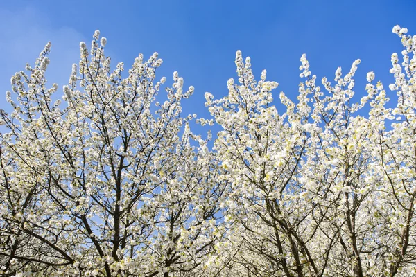 Pomar florescente na primavera — Fotografia de Stock