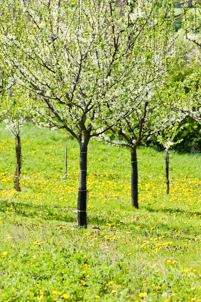 Blooming orchard in spring — Stock Photo, Image
