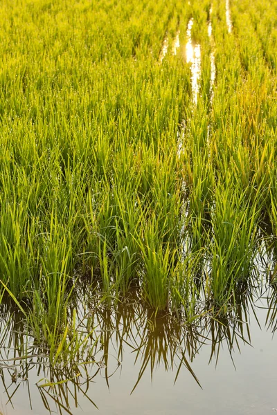 Campo de arroz perto de Tornaco, Piemonte, Itália — Fotografia de Stock
