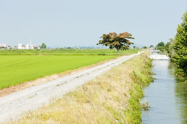 Rice field, Piedmont, Italy — Stock Photo, Image