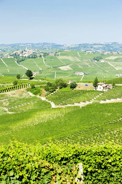 Vineyars 附近巴罗洛葡萄酒，意大利，皮埃蒙特 — 图库照片