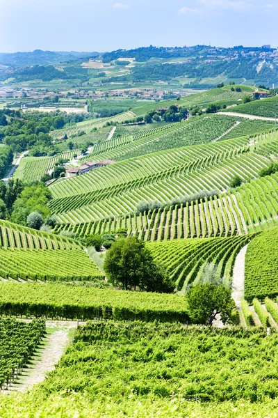 Vineyars yakınlarında barbaresco, piedmont, İtalya — Stok fotoğraf