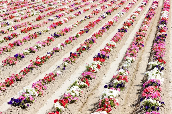 Virág mező, Provence, Franciaország — Stock Fotó