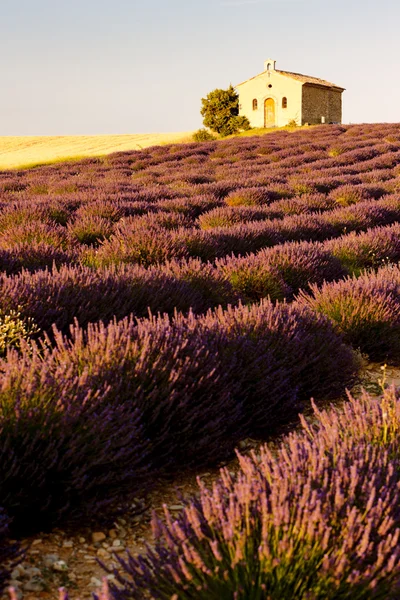 Kapelle mit Lavendelfeld, Plateau de Valensole, Provence, Fran — Stockfoto
