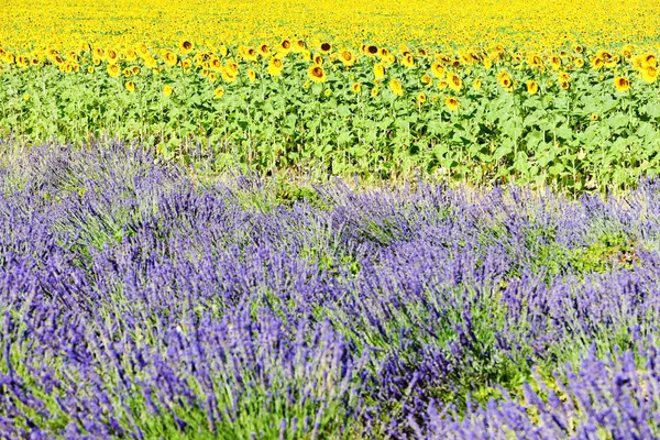 Lavendel- und Sonnenblumenfelder, Provence, Frankreich — Stockfoto