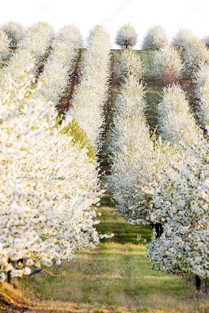 Blooming orchard in spring, Czech Republic