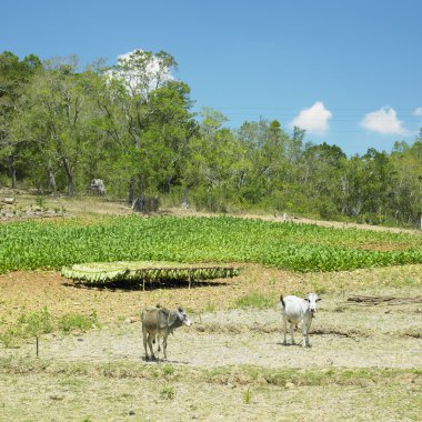 Tütün alan, pinar del rio eyaletinde, Küba