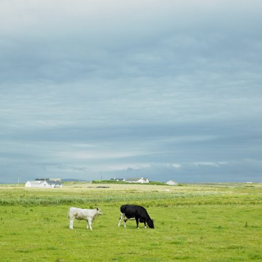 Cows, The Mullet Peninsula, County Mayo, Ireland clipart