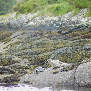 Seals, Bantry Bay, County Cork, Ireland clipart