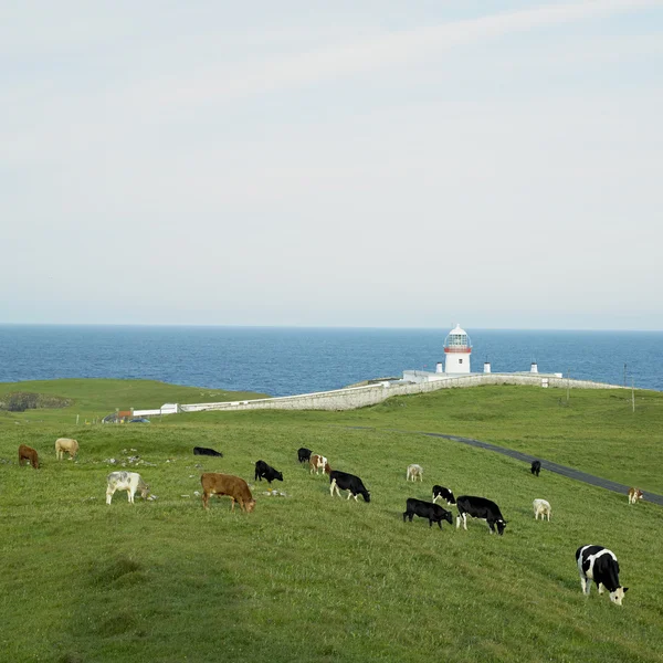 Lighthouse, St. John 's Point, County Donegal, Irlanda — Fotografia de Stock