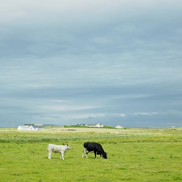 Krowy, cefal półwysep, hrabstwie mayo, Irlandia — Zdjęcie stockowe