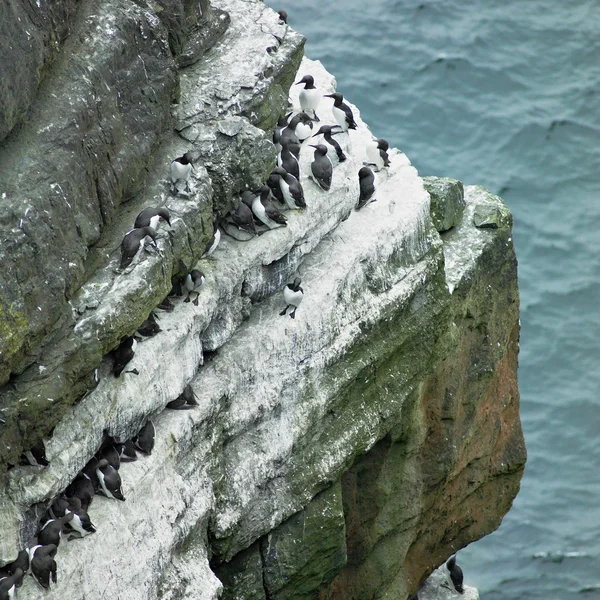Zeevogels, cyclisch hoofd, county clare, Ierland — Stockfoto