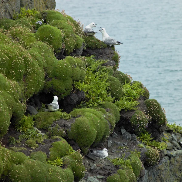 Aves marinas, Loop Head, Condado de Clare, Irlanda — Foto de Stock